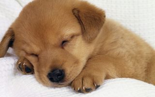 HD Wallpaper Puppy With Resolution 1920X1080