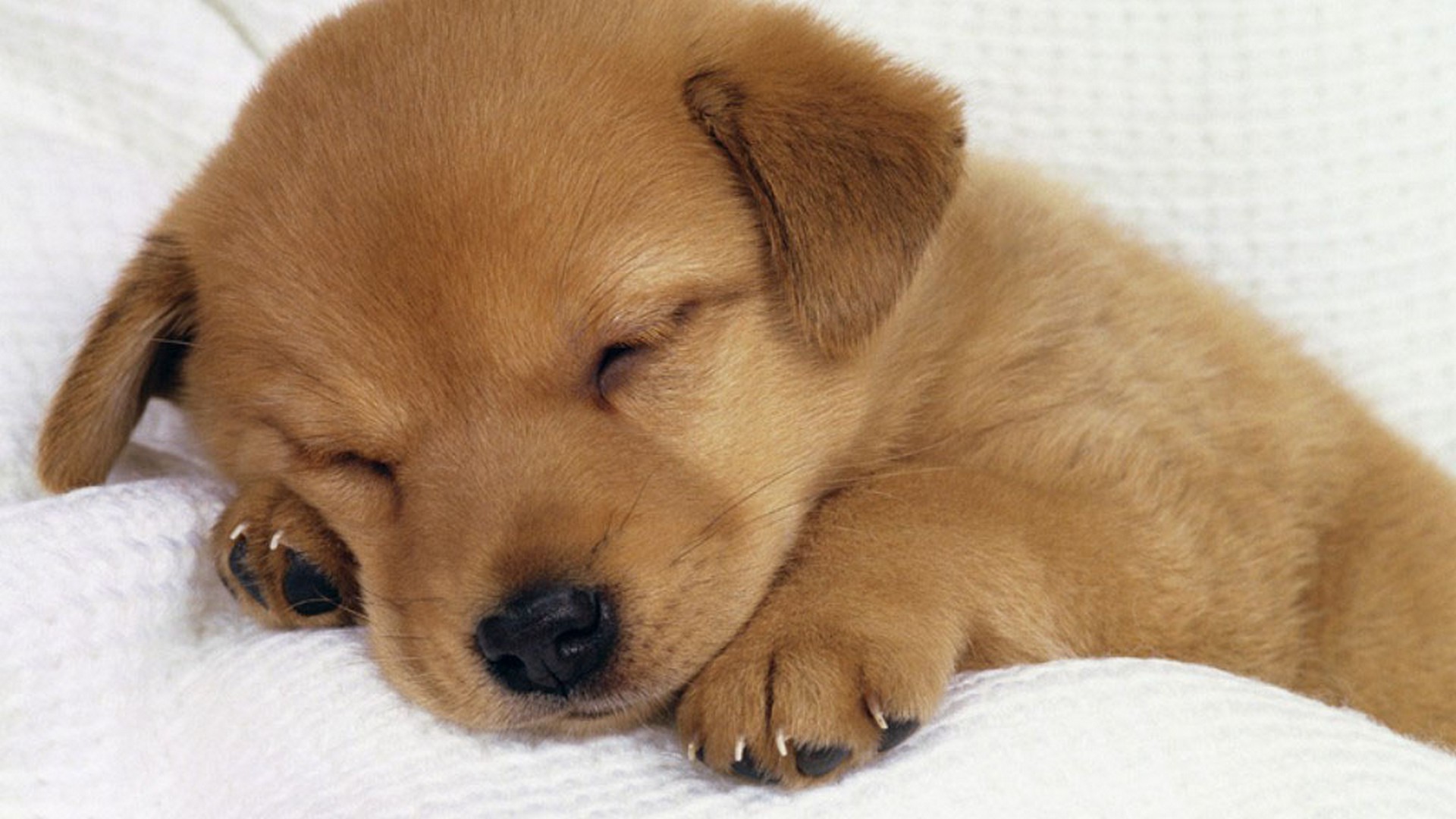 HD Wallpaper Puppy With Resolution 1920X1080