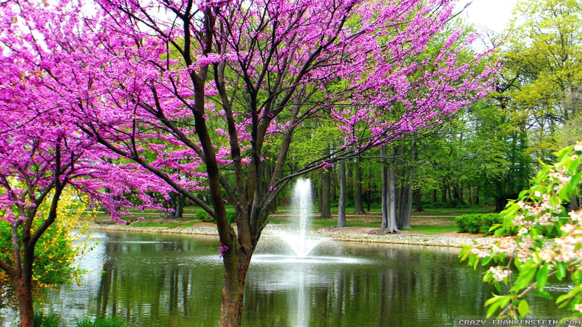 HD Wallpaper Spring Nature With Resolution 1920X1080