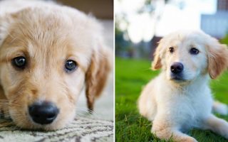 Pictures Of Puppies Background Wallpaper HD With Resolution 1920X1080