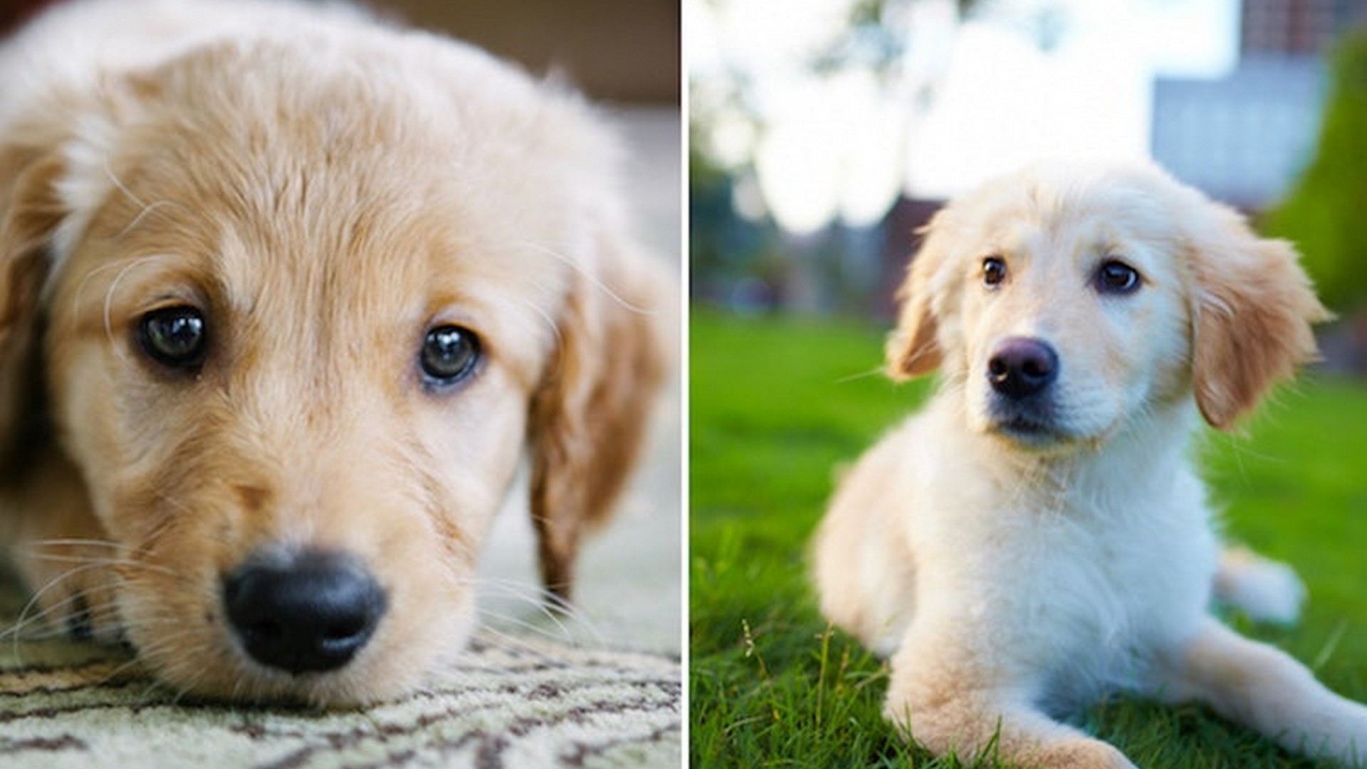Pictures Of Puppies Background Wallpaper HD 1920x1080