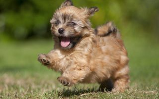 Pictures Of Puppies Desktop Backgrounds With Resolution 1920X1080