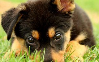Pictures Of Puppies HD Backgrounds With Resolution 1920X1080