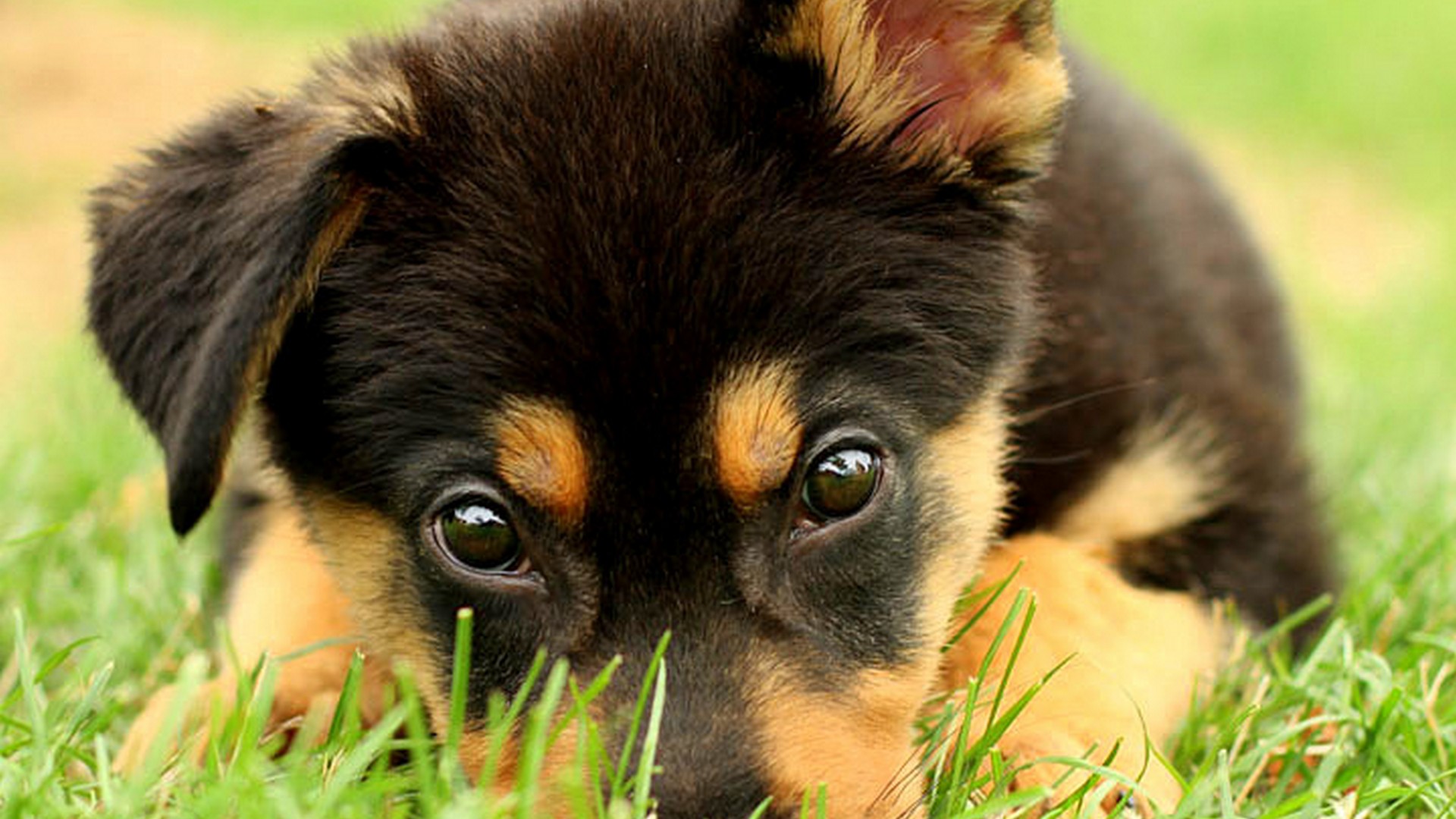 Pictures Of Puppies HD Backgrounds With Resolution 1920X1080