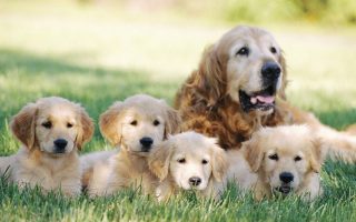 Puppies Background Wallpaper HD With Resolution 1920X1080