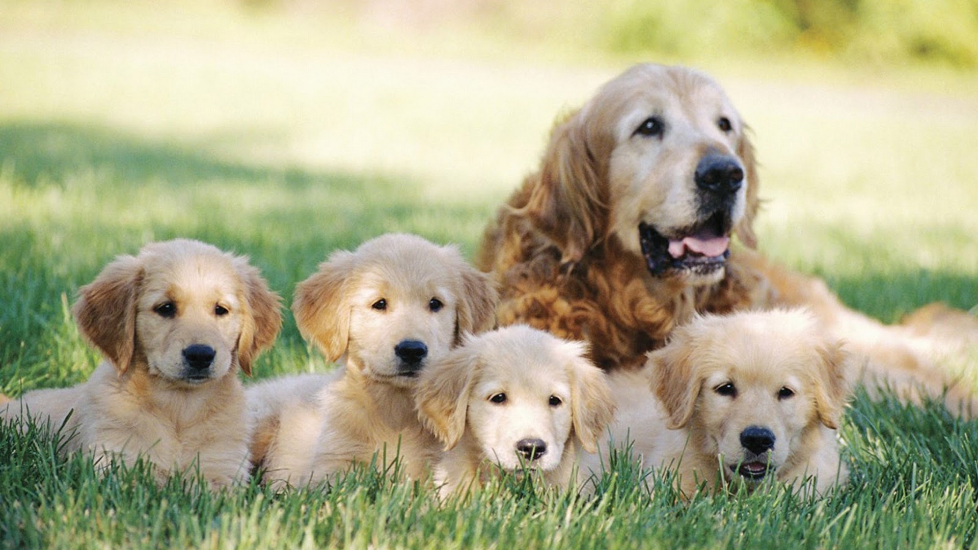 Puppies Background Wallpaper HD With Resolution 1920X1080