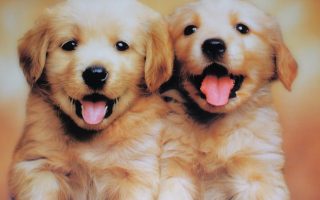 Puppies Wallpaper HD With Resolution 1920X1080
