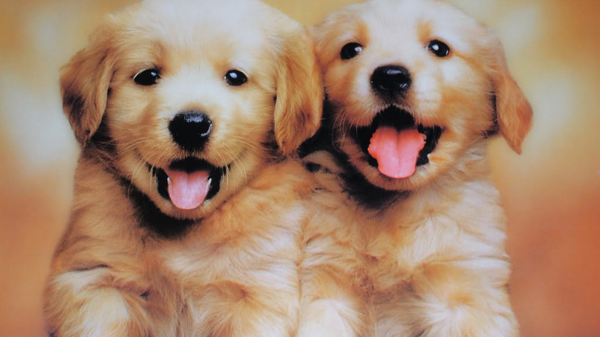 Puppies Wallpaper HD 1920x1080