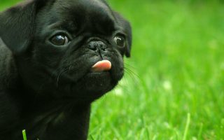 Puppy HD Backgrounds With Resolution 1920X1080