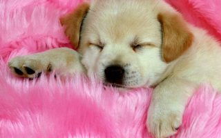 Puppy HD Wallpaper With Resolution 1920X1080