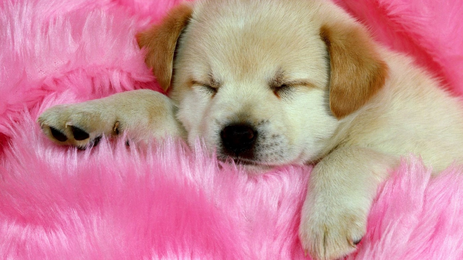 Puppy HD Wallpaper With Resolution 1920X1080