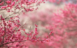 Spring Background Wallpaper HD With Resolution 1920X1080