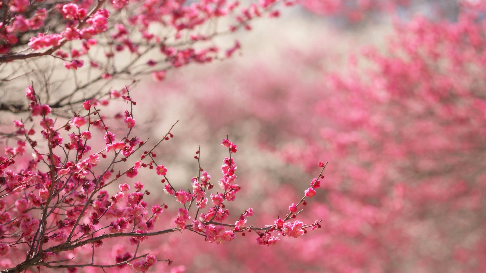 Spring Background Wallpaper HD With Resolution 1920X1080