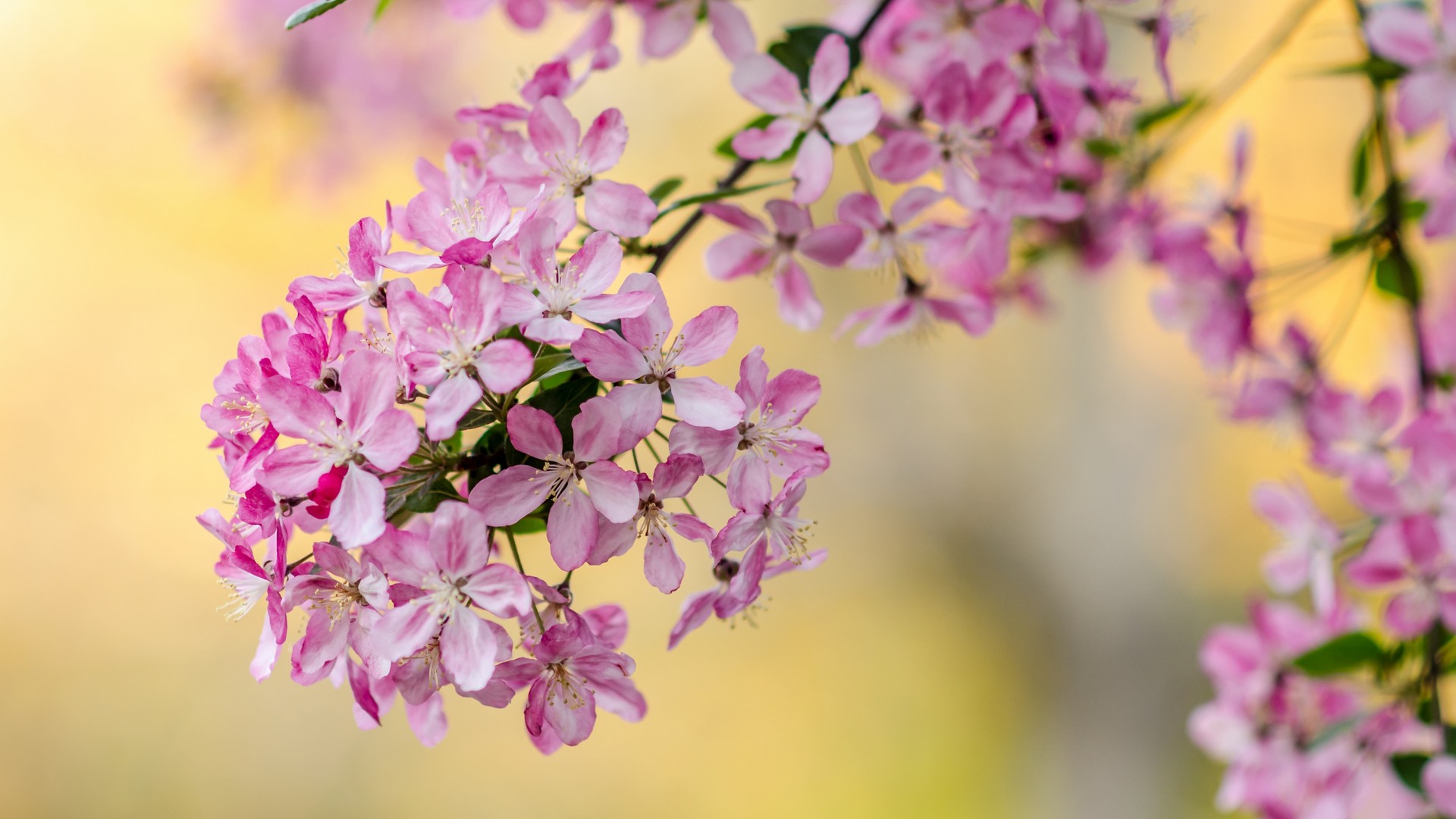 Spring Flowers Background Wallpaper HD With Resolution 1920X1080