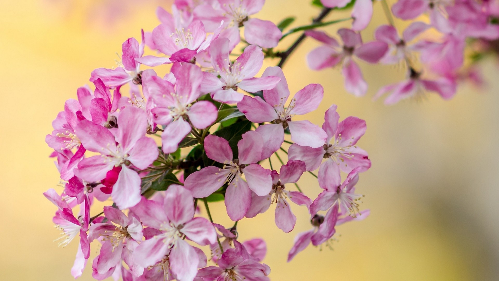 Spring Flowers For Windows With Resolution 1920X1080