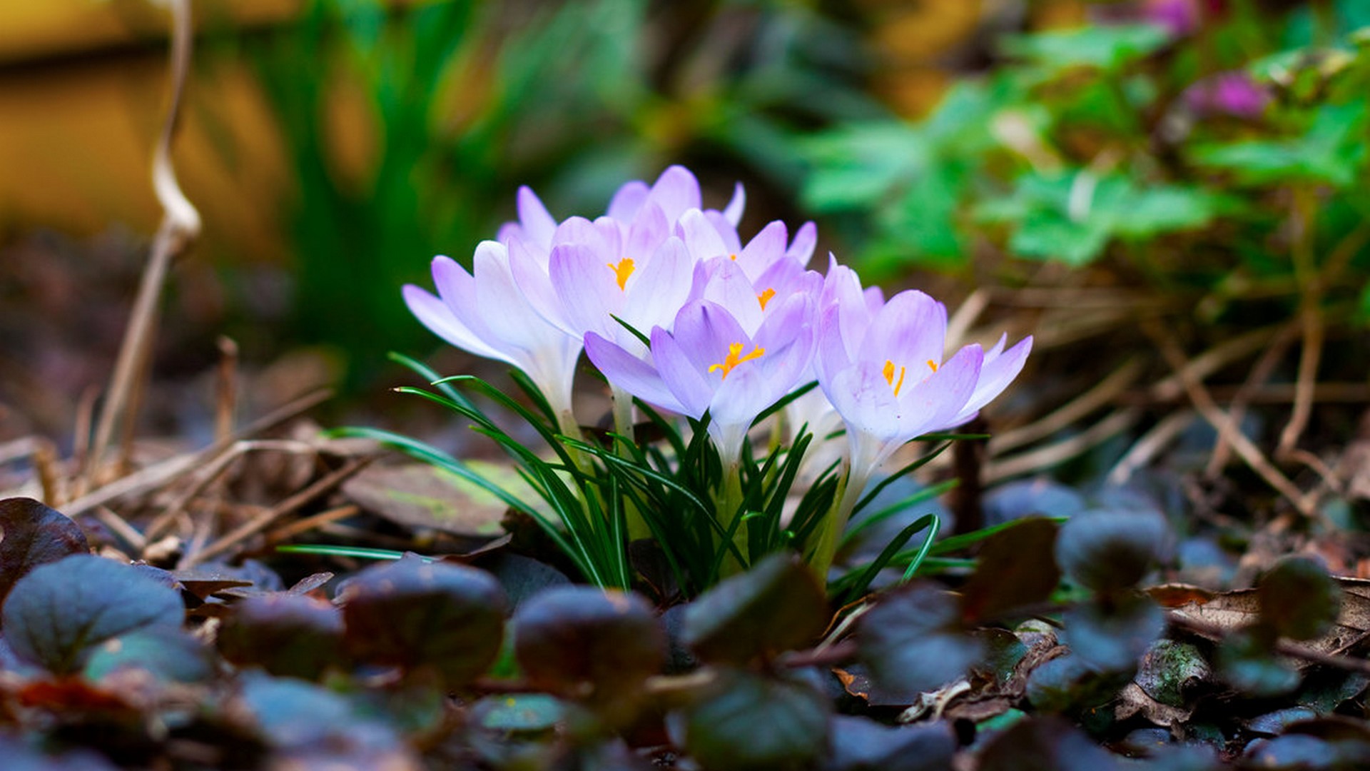 Spring Flowers Wallpaper HD With Resolution 1920X1080