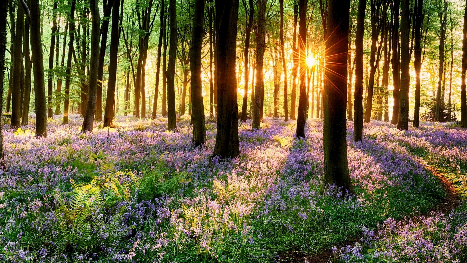 Spring Nature For Windows 1920x1080