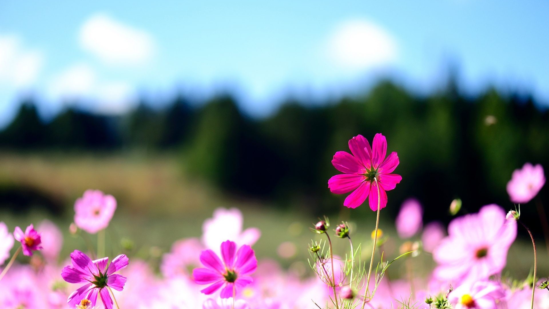 Spring Wallpaper HD With Resolution 1920X1080
