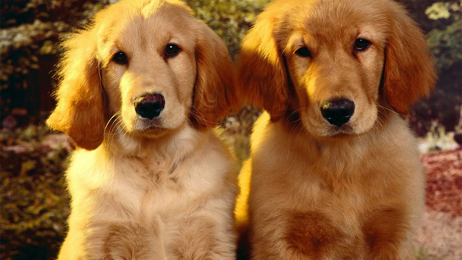 Wallpaper Cute Puppies HD 1920x1080