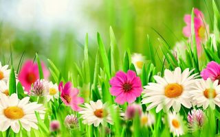 Wallpaper HD Beautiful Spring With Resolution 1920X1080