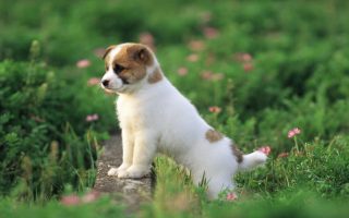 Wallpaper HD Cute Puppies With Resolution 1920X1080