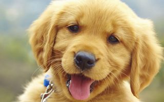 Wallpaper HD Cute Puppies Pictures With Resolution 1920X1080
