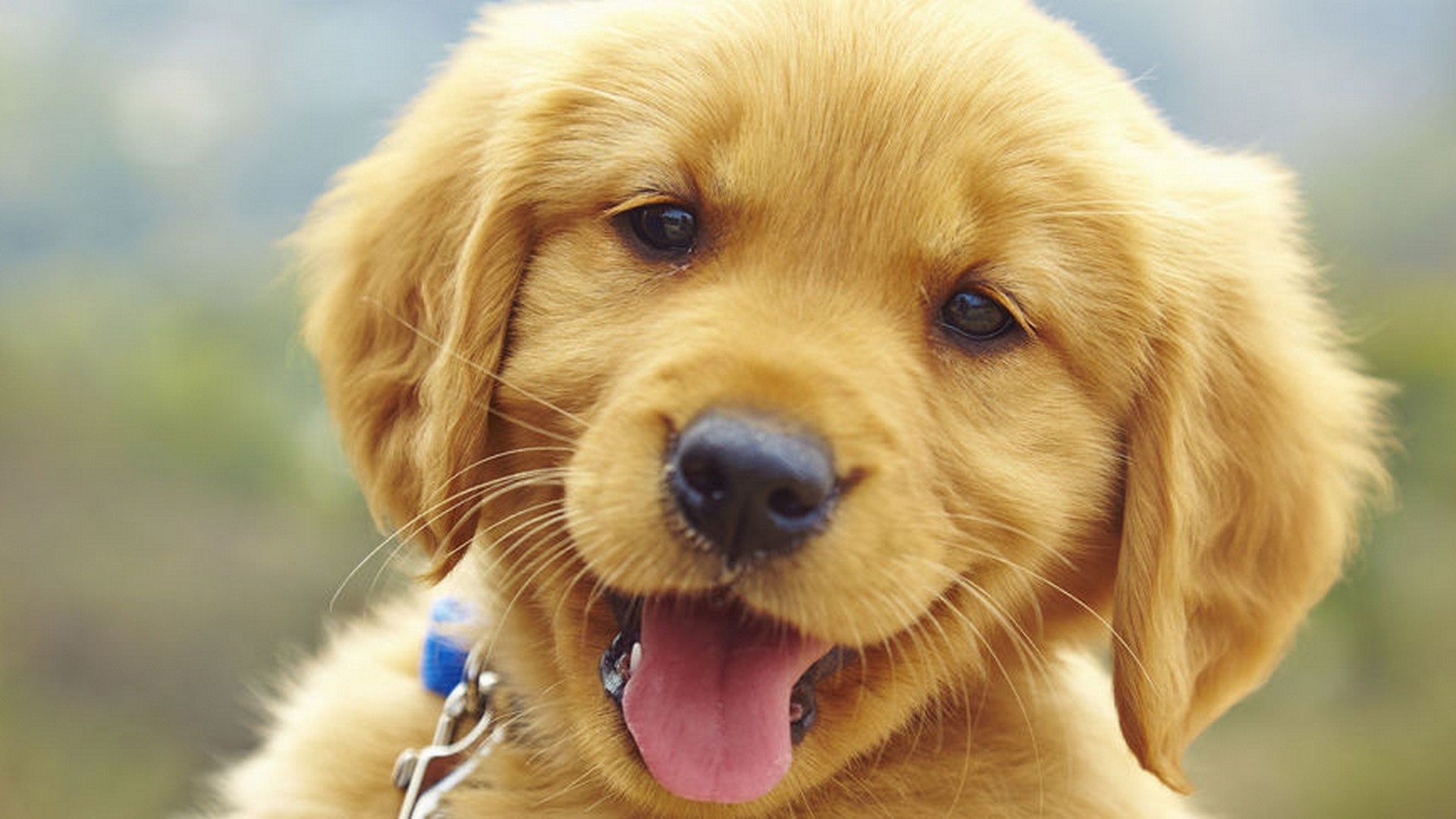 Cute Puppies Hd Wallpapers 1080p - New Wallpapers