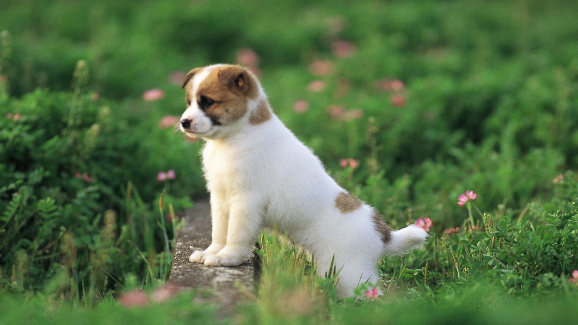 Wallpaper HD Cute Puppies With Resolution 1920X1080