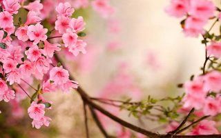 Wallpaper HD Cute Spring With Resolution 1920X1080