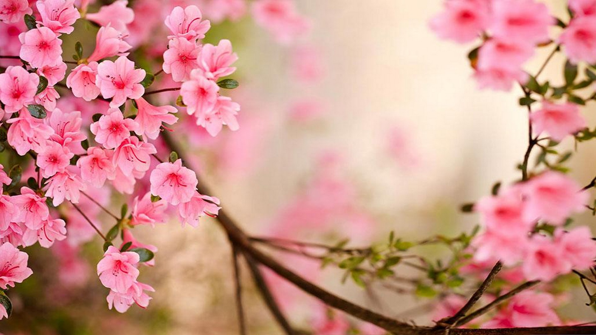 Wallpaper HD Cute Spring With Resolution 1920X1080