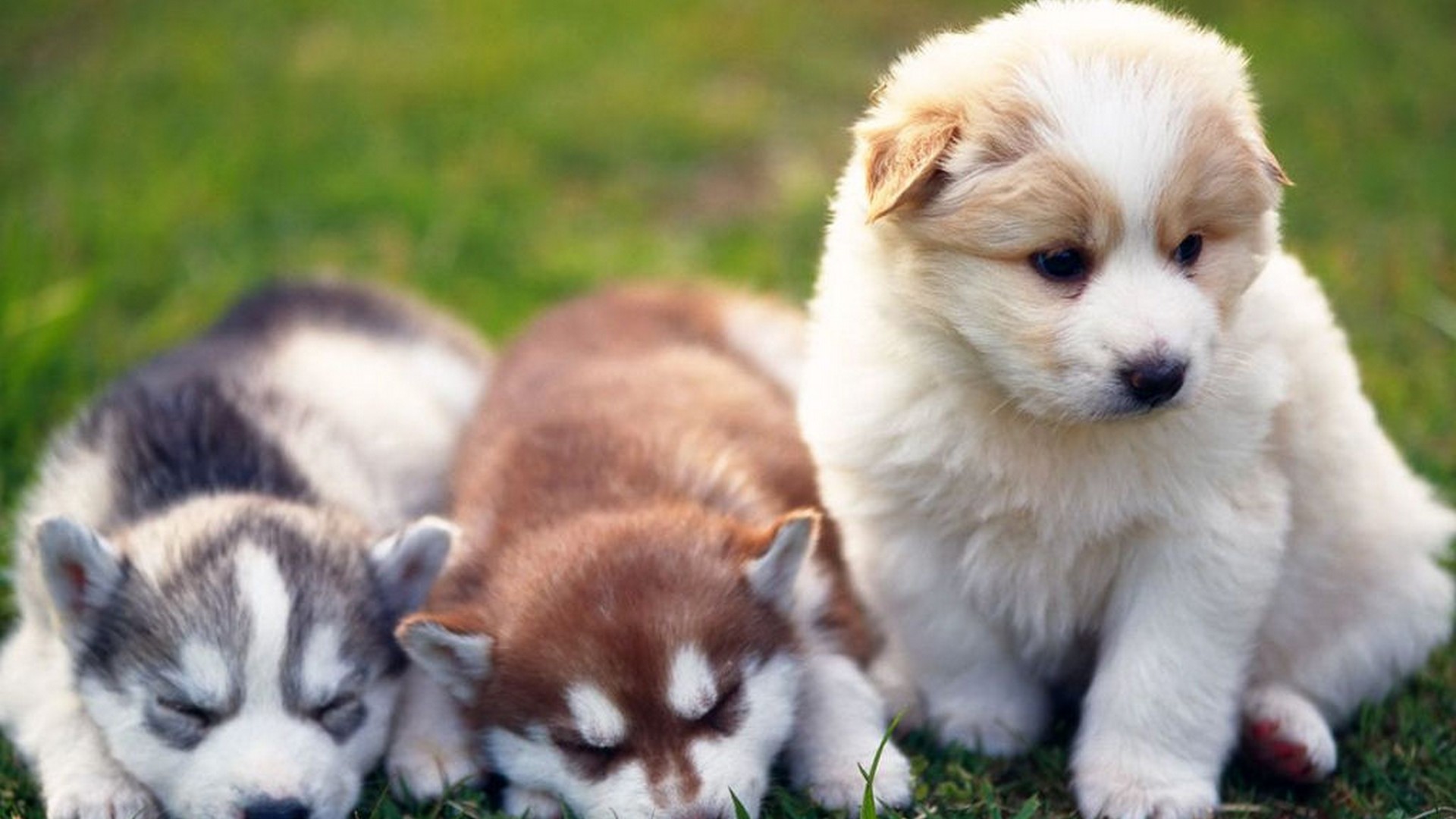 Wallpaper HD Funny Puppies With Resolution 1920X1080