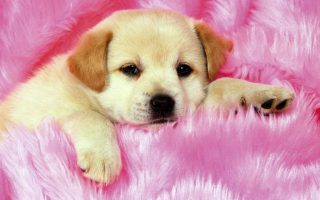 Wallpaper HD Pictures Of Puppies With Resolution 1920X1080