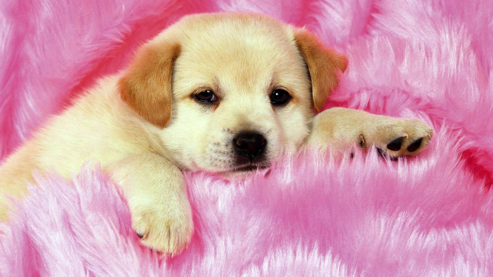 Wallpaper HD Pictures Of Puppies 1920x1080