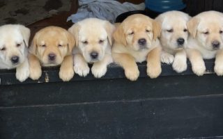 Wallpaper HD Puppies With Resolution 1920X1080