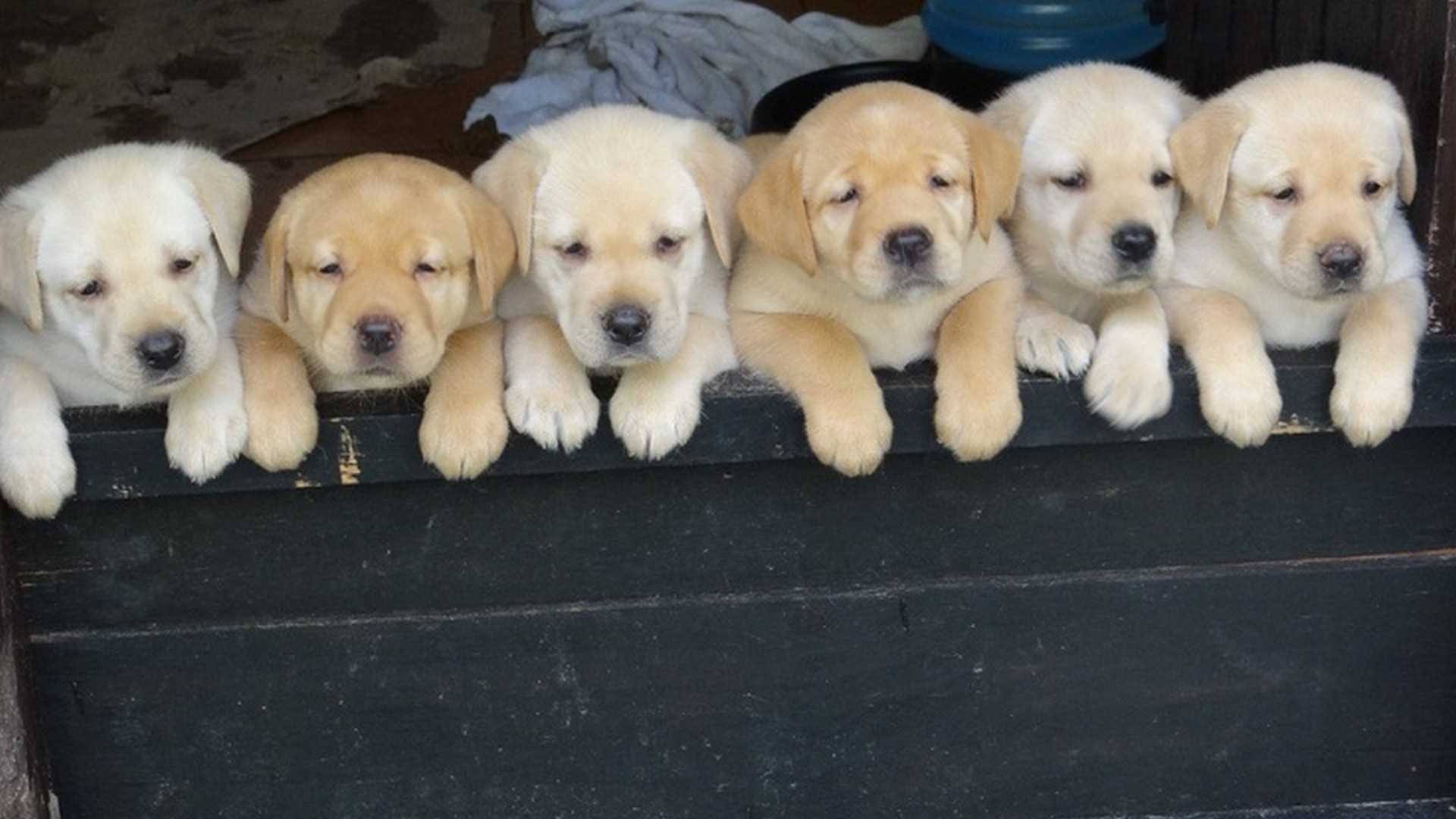 Wallpaper HD Puppies With Resolution 1920X1080