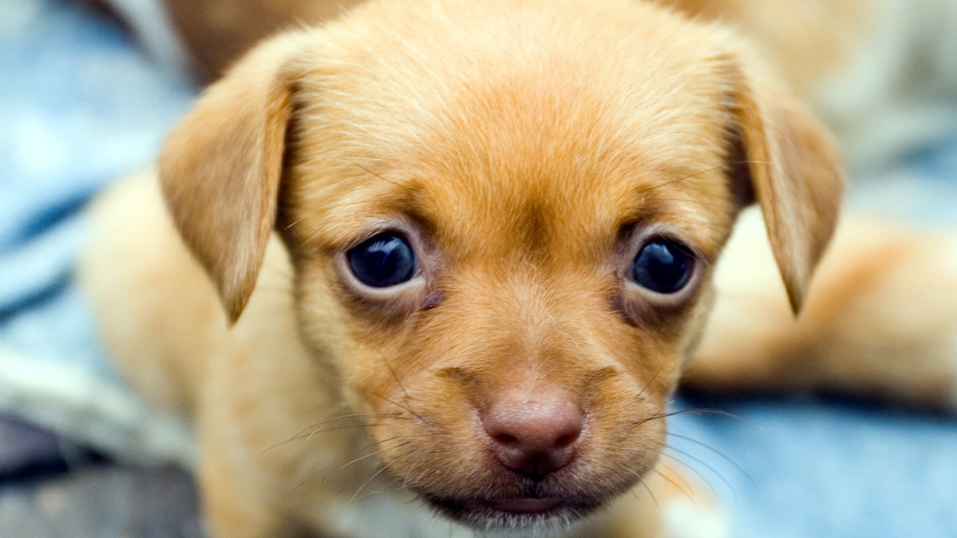 Wallpaper HD Puppy With Resolution 1920X1080
