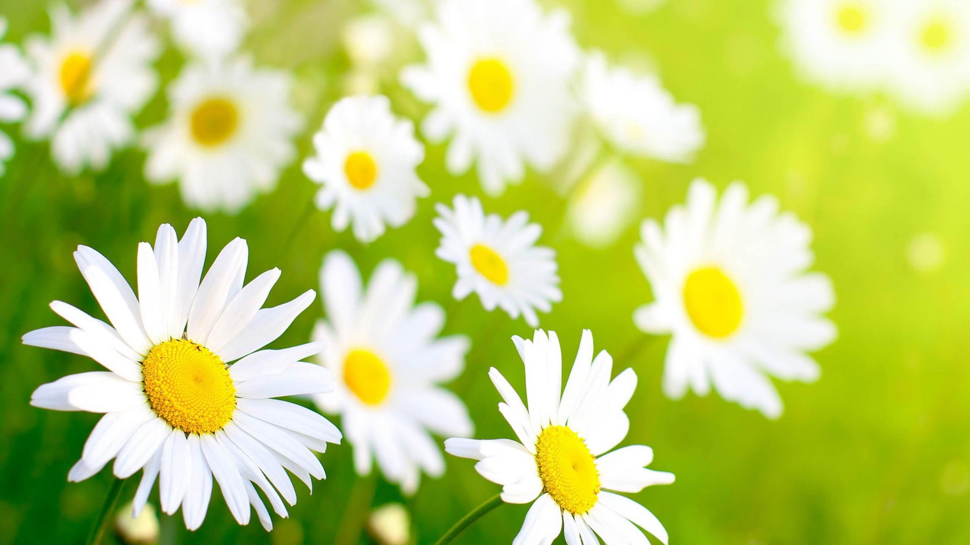 Wallpaper HD Spring Flowers With Resolution 1920X1080