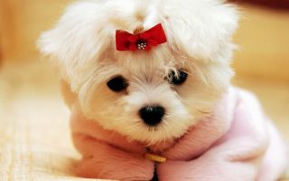 Wallpaper Pictures Of Puppies HD With Resolution 1920X1080
