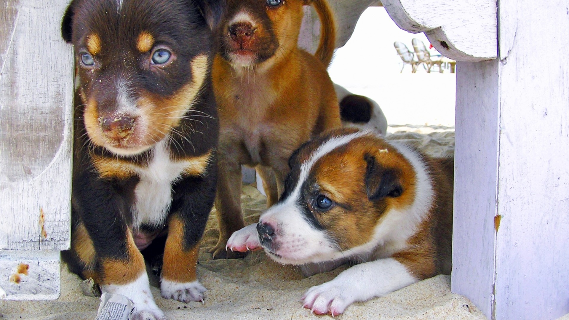 Wallpaper Puppies HD With Resolution 1920X1080