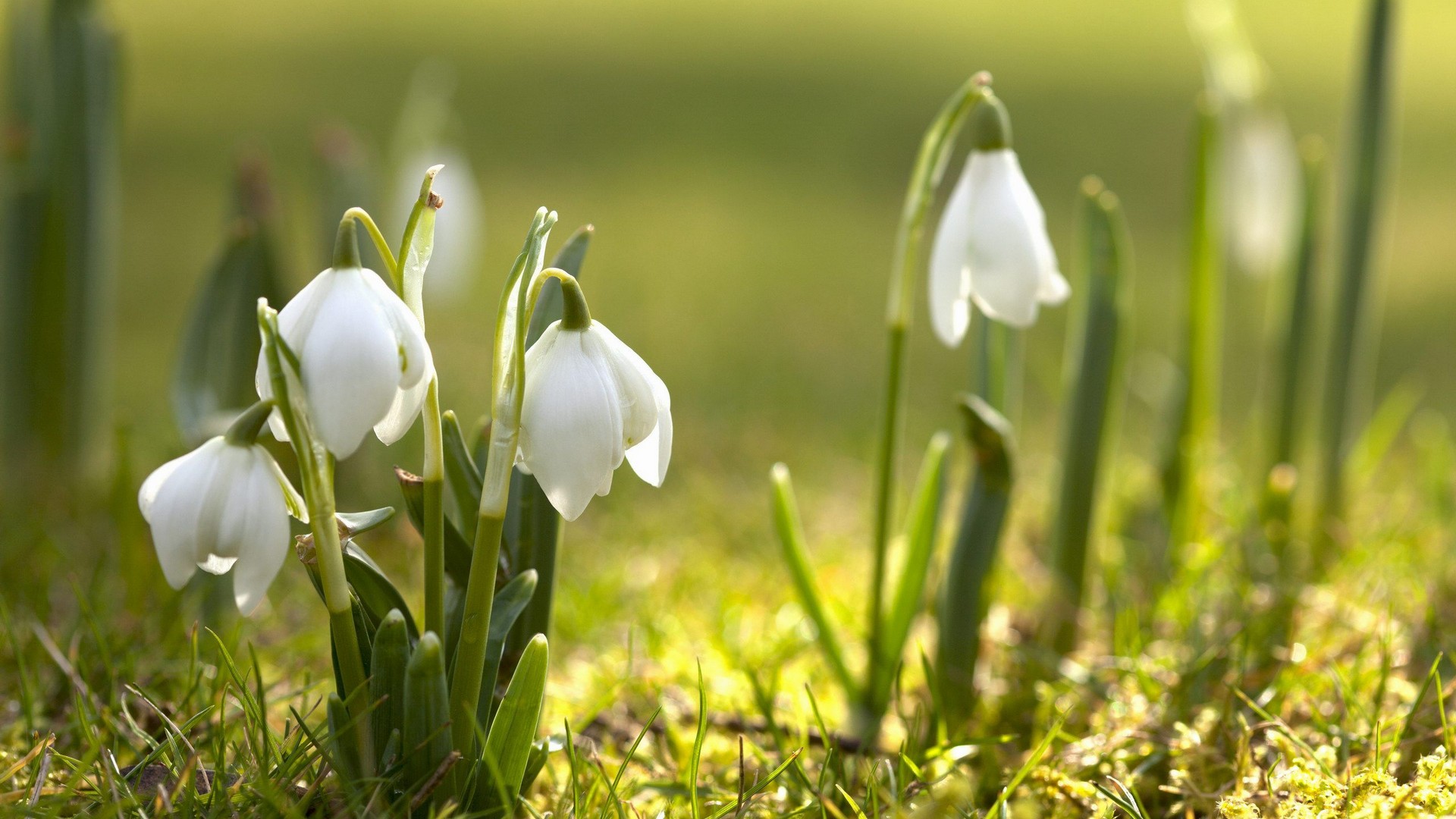 Wallpaper Spring Flowers HD With Resolution 1920X1080