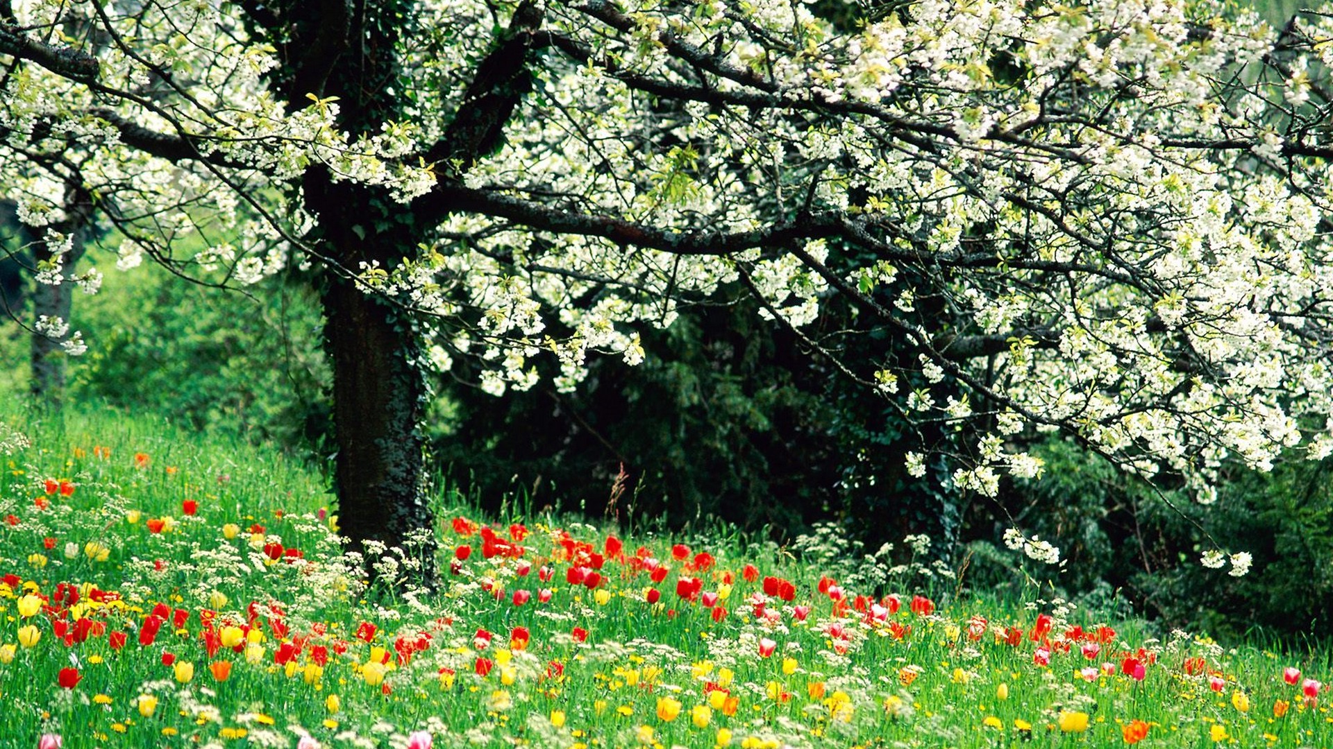 Wallpaper Spring HD With Resolution 1920X1080