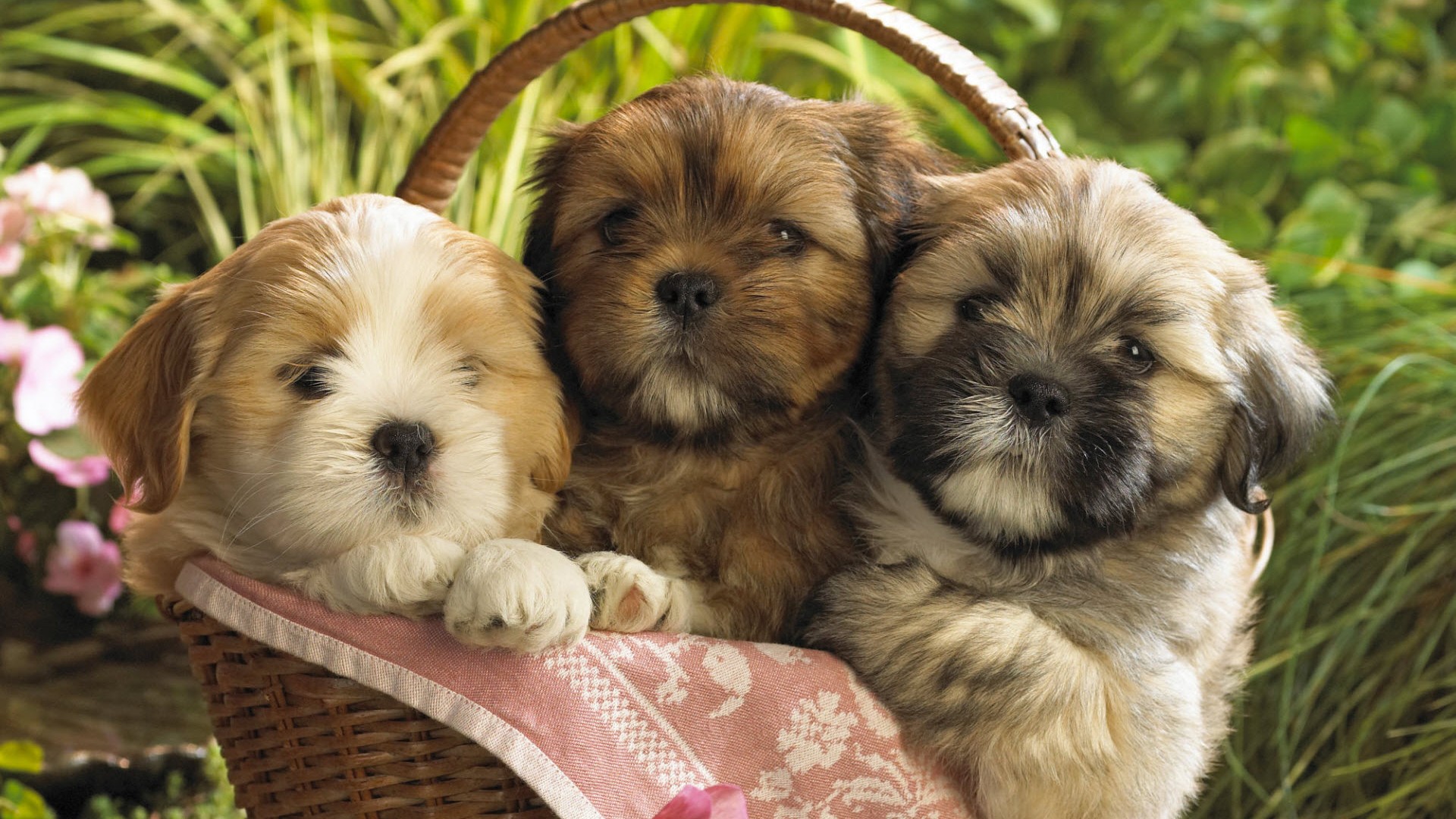 Wallpapers Cute Puppies 1920x1080
