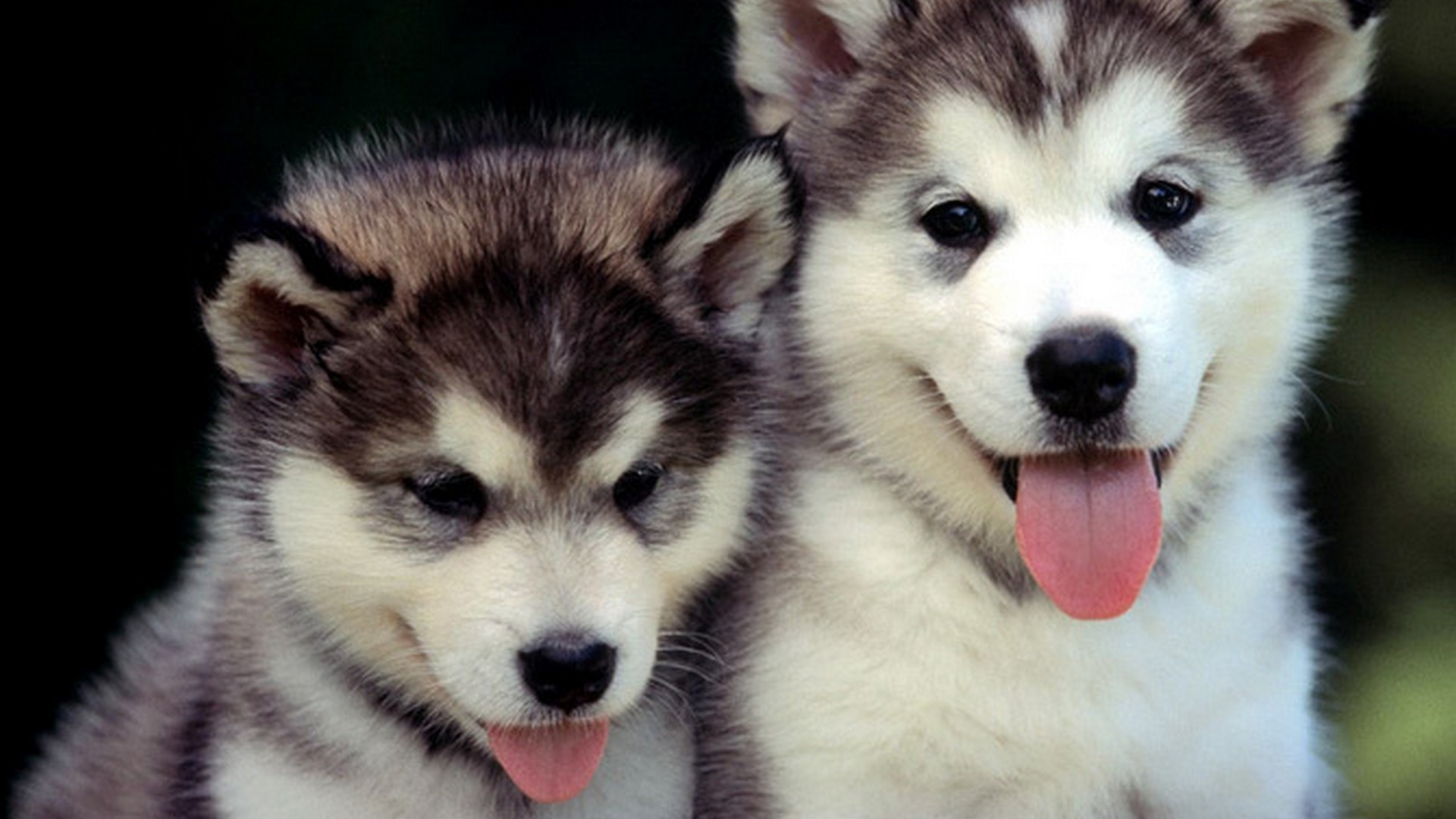 Wallpapers Puppies 1920x1080