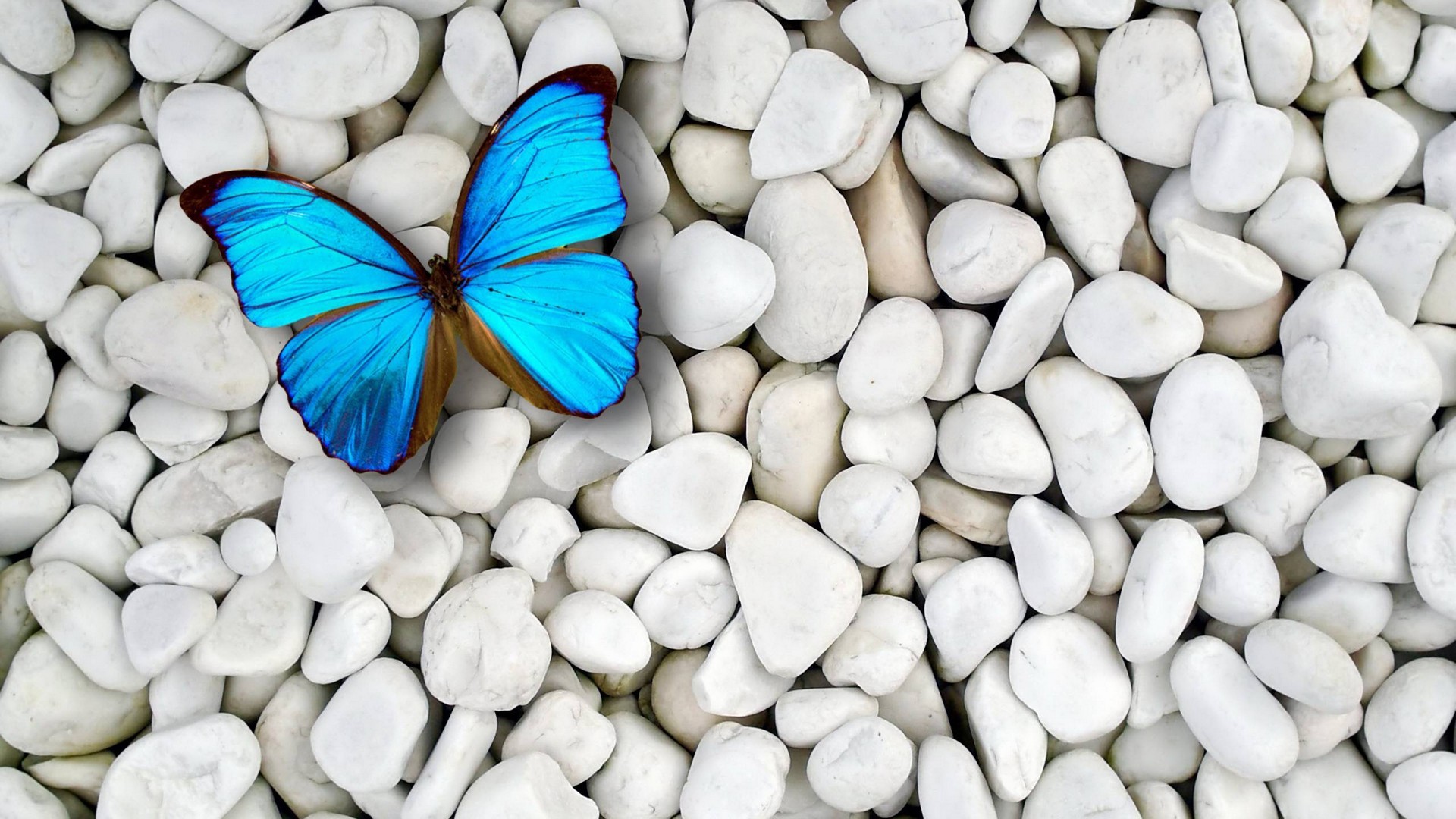Best Blue Butterfly Wallpaper HD With Resolution 1920X1080