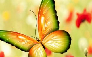 Best Butterfly Pictures Wallpaper HD With Resolution 1920X1080