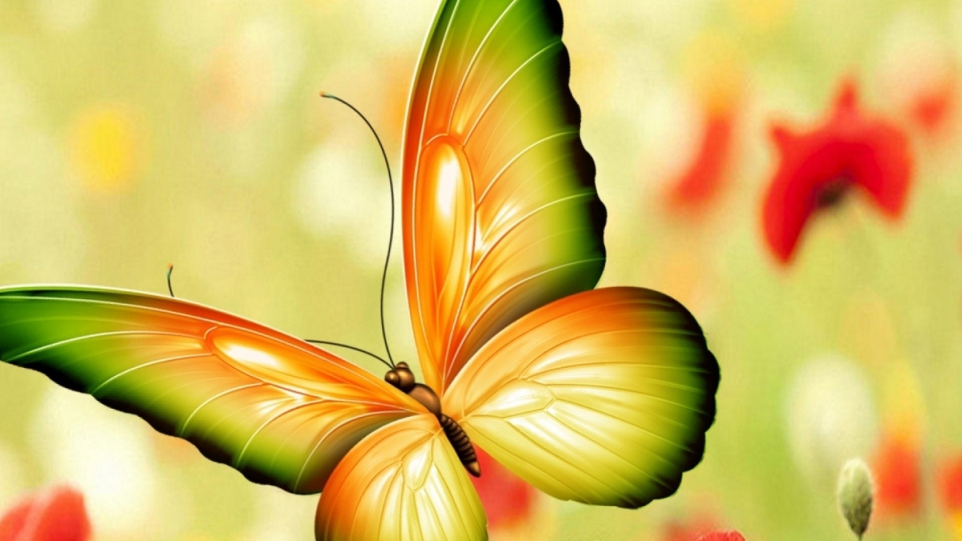 Best Butterfly Pictures Wallpaper HD With Resolution 1920X1080
