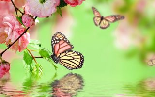 Best Pink Butterfly Wallpaper HD With Resolution 1920X1080