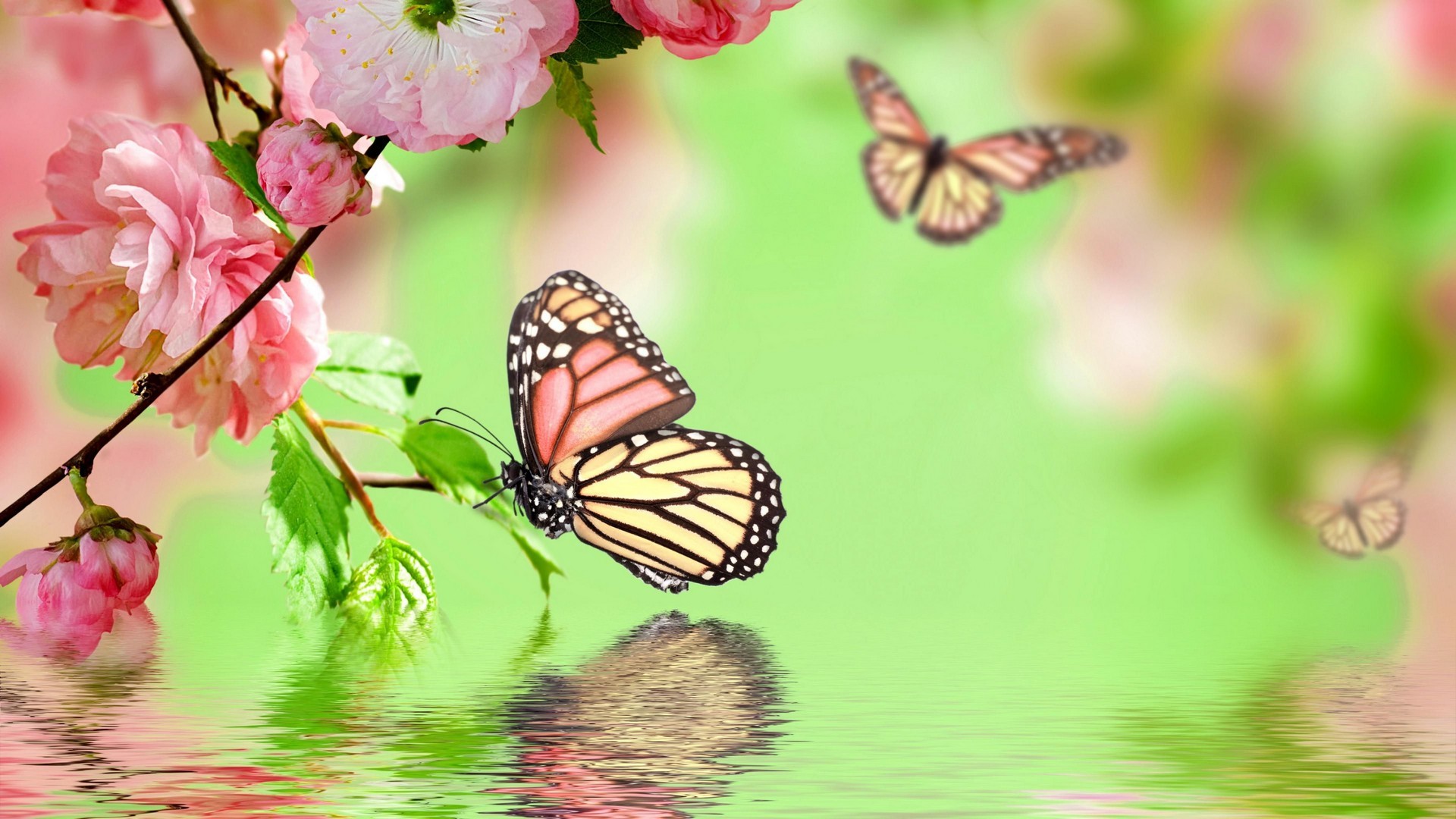 Best Pink Butterfly Wallpaper HD With Resolution 1920X1080