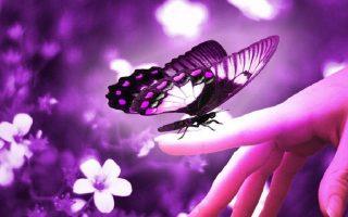 Best Purple Butterfly Wallpaper HD With Resolution 1920X1080