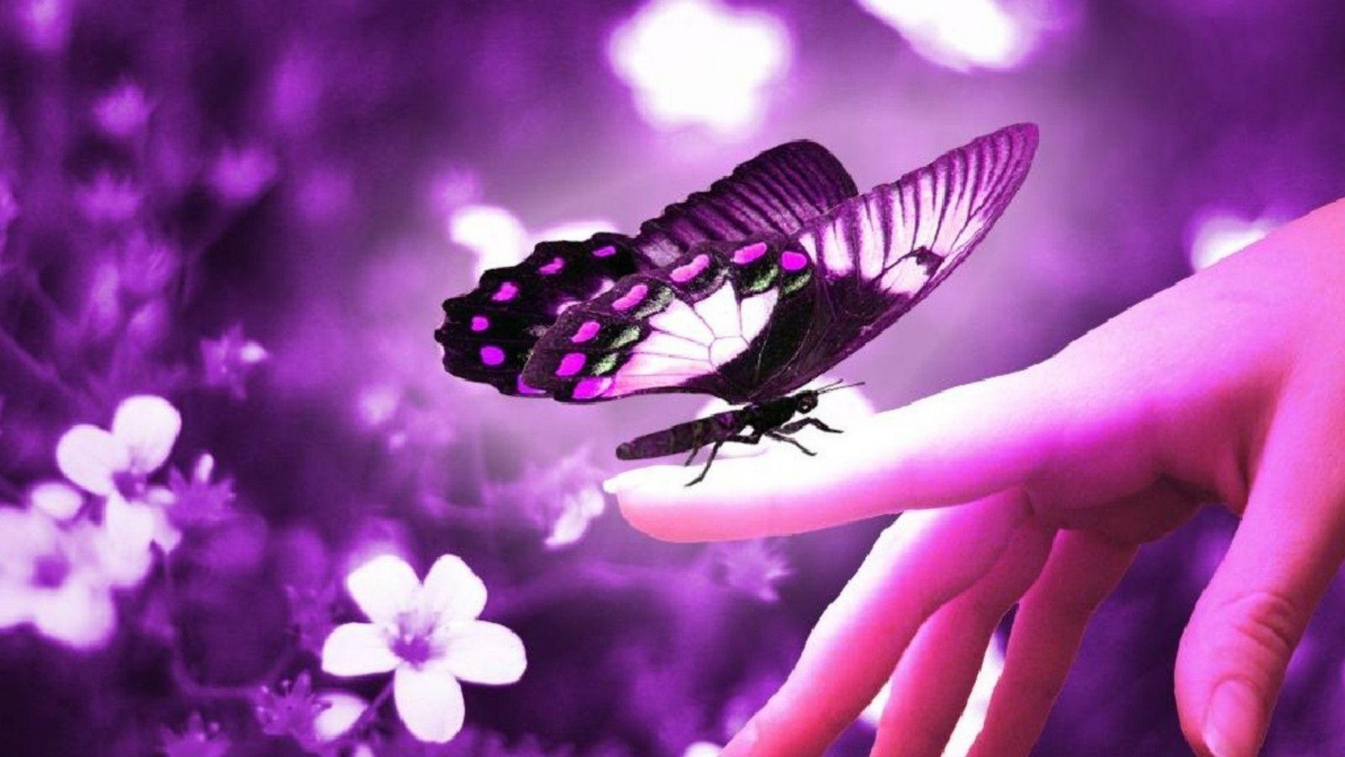 Best Purple Butterfly Wallpaper HD 1920x1080